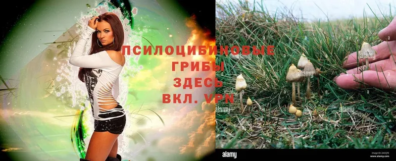 Галлюциногенные грибы Psilocybe  купить наркотик  OMG как войти  Новороссийск 